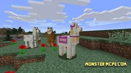 Llama