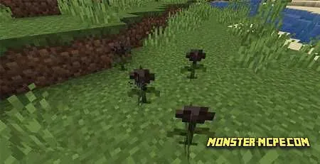 Wither Rose