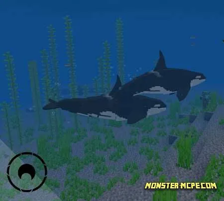 Orca