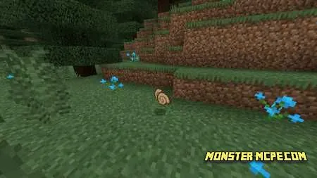 Snail Shell