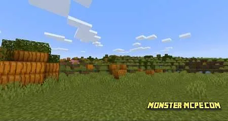 Pumpkin Fields