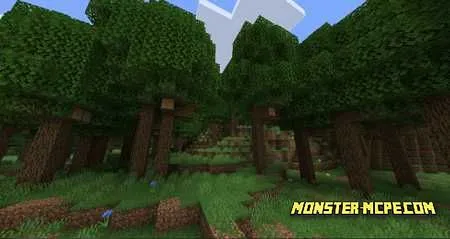 Dense Forest