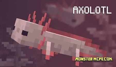 Axolotl