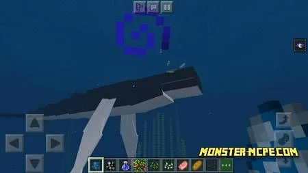 Whale (2)