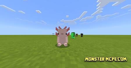 BelyPets (6)