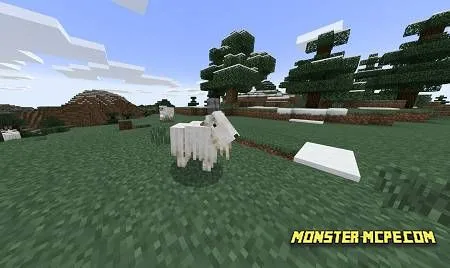 Mountain goats