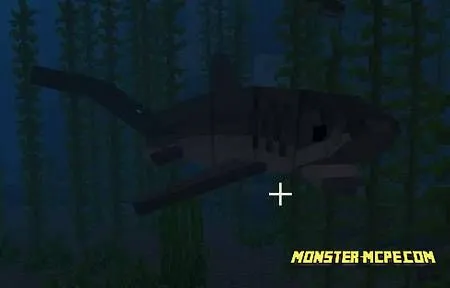 big-eyed fox shark