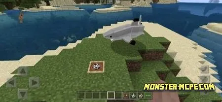 blacktip reef shark