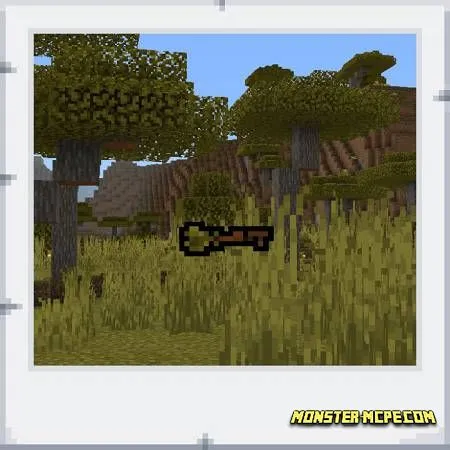 Acacia broomstic