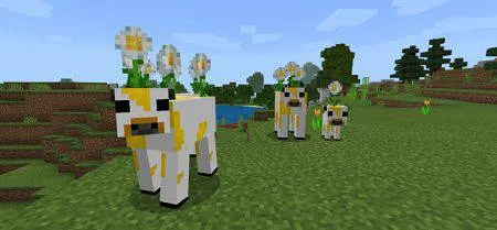 More Moo (3)