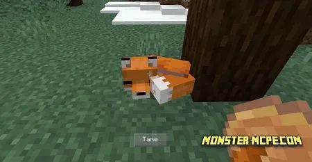 Tameable Foxes (1)