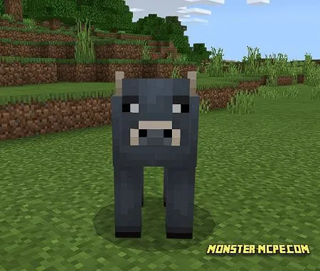 Pinto Cow