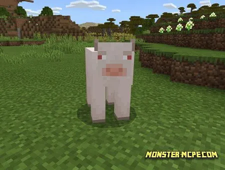 White albino