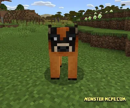 Sunset Cow