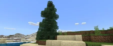 Spruce Trees