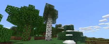 Birch tree
