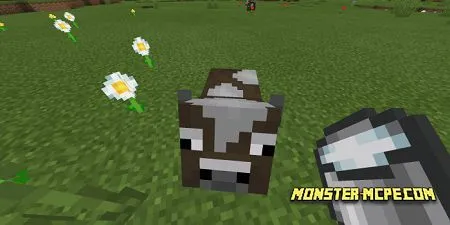 Minicow (5)