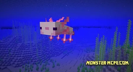 Axolotl