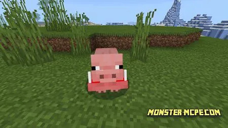 Pigs