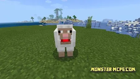 Sheep