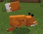 Foxes