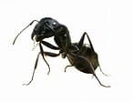Ants Add-on 1.19+